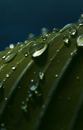 Gouttes de pluie sur une grande feuille.