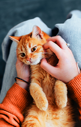 Personne caressant un chat roux.